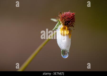 Makro aus verblichener Wildblume mit Wassertropfen und Schaumstoffdetails vor weichem, neutralem Hintergrund, der Fragilität und Verfall symbolisiert Stockfoto