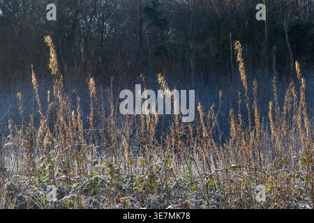 Hintergrundbeleuchtete Winterwiese mit frostbedeckten Gräsern und Waldrand in sanftem Morgenlicht Stockfoto