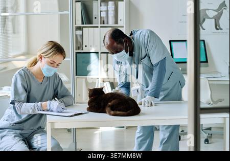Schwarzer männlicher Arzt untersucht Katze, während er in der Nähe einer kaukasischen Krankenschwester steht und Notizen macht, die am Tisch in der Tierklinik sitzen Stockfoto