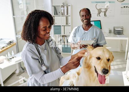 Schwarze Krankenschwester, die Hundeohren am Tisch in der Nähe des schwarzen männlichen Arztes in der Tierklinik putzt Stockfoto