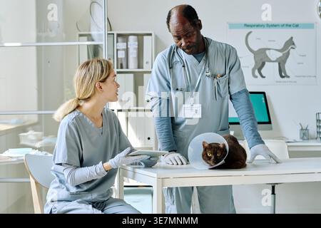 Schwarzer männlicher Arzt untersucht Katze, während er in der Nähe einer kaukasischen Krankenschwester steht, die Tablette hält, die in der Tierklinik am Tisch sitzt Stockfoto