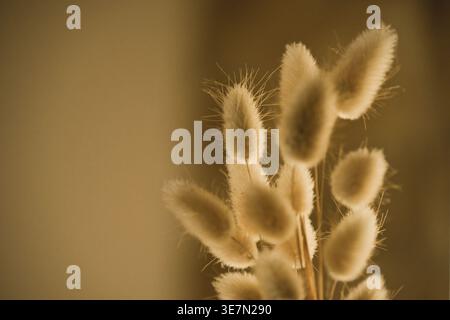 Getrocknete Kaninchenschwanzblumen in einem Blumenstrauß, in einer warmen Umgebung, zur goldenen Stunde Stockfoto