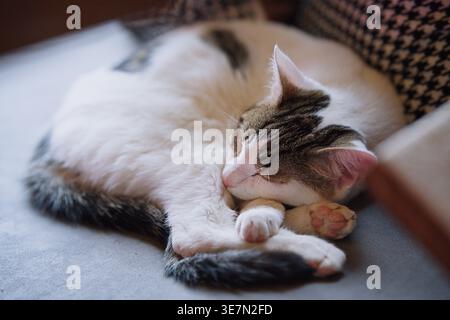 Nahaufnahme einer schlafenden Calico-Katze. Horizontales Foto Stockfoto