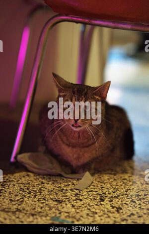 Eine tabby Hauskatze sitzt unter einem Stuhl, mit der Spitze ihrer Zunge hängt. Stockfoto