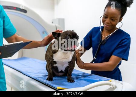 Schwarze Krankenschwester mit Stethoskop untersucht Hund mit indischem männlichem Kollegen, der im MRT-Raum ein Klemmbrett hält Stockfoto