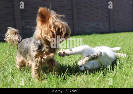 Katze und kleiner Hund spielen zusammen auf grünem Gras in sonnigem Garten Haustierfreundschaft und spielerisches Interaktionskonzept Stockfoto