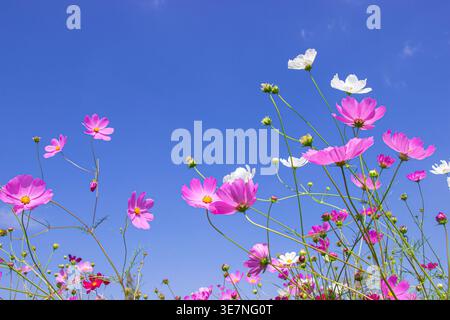 Rosafarbene und weiße Kosmos blühen im Garten vor dem Hintergrund eines hellblauen Himmels. Stockfoto