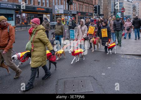 Demonstranten marschieren mit Hunden in Glasgow gegen den Einsatz spanischer Windhunde, die bei der Jagd in Spanien eingesetzt werden. Tierschutzdemonstration Schottland. Stockfoto