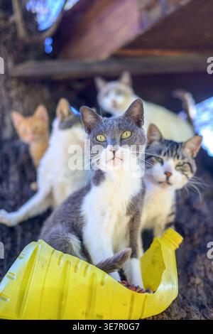 Mehrere Katzen verschiedener Farben sitzen auf dem Stamm eines Baumes. Der Baum ist in Medina Sidonia, Cadiz, Andalusien, Spanien. Stockfoto