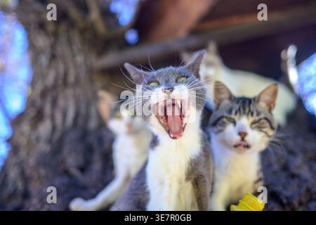 Mehrere Katzen verschiedener Farben sitzen auf dem Stamm eines Baumes. Der Baum ist in Medina Sidonia, Cadiz, Andalusien, Spanien. Stockfoto