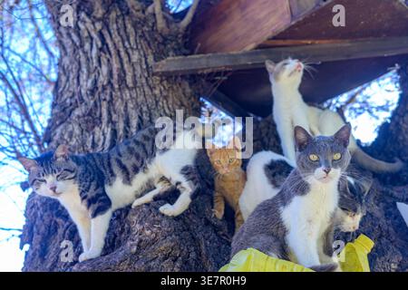 Mehrere Katzen verschiedener Farben sitzen auf dem Stamm eines Baumes. Der Baum ist in Medina Sidonia, Cadiz, Andalusien, Spanien. Stockfoto