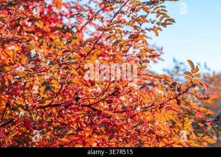 Bunte Blätter während der Herbstsaison mit warmem Sonnenlicht von hinten. Stockfoto