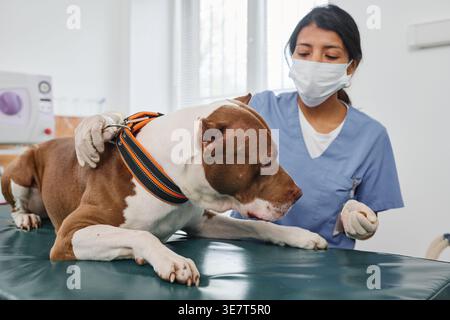 Hispanische Tierärztin mit Maske untersuchte Hund, der während der Untersuchung in der Klinik auf dem Tisch liegt Stockfoto