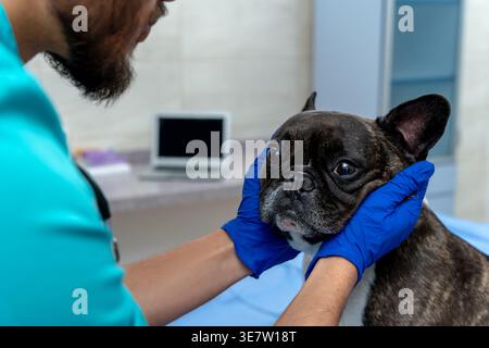 Indischer männlicher Tierarzt mit Latexhandschuhen bei der Untersuchung des Hundes in der Klinik Stockfoto