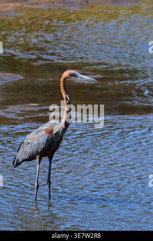 Goliathreiher / Goliath Reiher / Ardea goliath Stockfoto