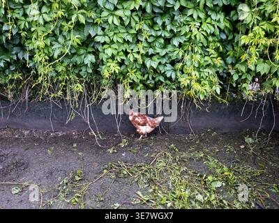 Braunes Hühnchen unter einer Kriechwand der Parthenocissus in einem schlammigen Geflügelhof in der Tschechischen Republik Stockfoto