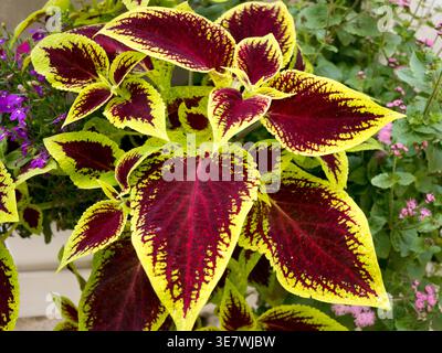 Nahaufnahme von bunten herzförmigen Blättern einer Coleus blumei Pflanze mit violetten Zentren und hellgelben Rändern Stockfoto