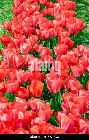 Reihen roter Tulpen, die in Reihen in einem Tulpenfeld wachsen; farbenfrohe Tulpenblüten ziehen sich im Frühjahr auf den Feldern. Stockfoto
