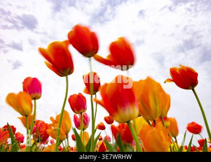 Farbenfrohe Orangen- und Rote Tulpen von unten vor dem Hintergrund des Himmels, die Bewegungsunschärfe im Wind zeigen. Tulpenblüten Stockfoto