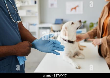 Schwarzer Tierarztmann, der medizinische Handschuhe in der Klinik hält, neben Tisch mit Hund in der Klinik Stockfoto