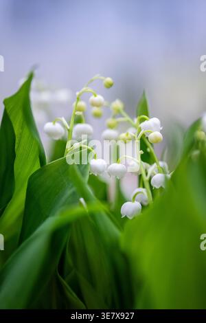 Frisch blühende Frühlingsblumen Lily of the Valley mit winzigen weißen Glockenblüten und grünen Blättern. Stockfoto