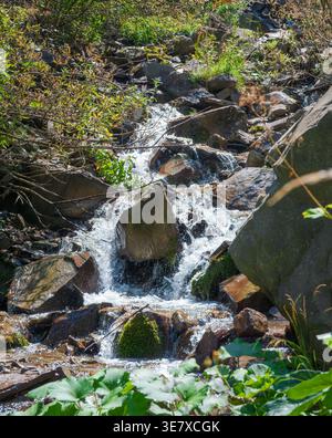 Kristallklarer Bergbach, der über moosige Felsen in einem üppigen, sonnendurchfluteten Wald fließt. Natur pur und Gelassenheit. Stockfoto