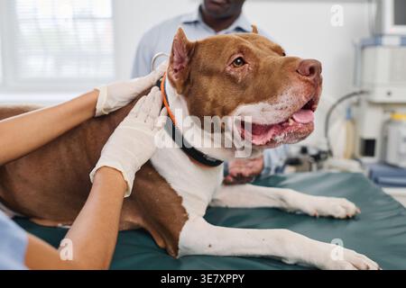 Zugeschnittenes Bild einer hispanischen Tierärztin, die den Körper eines Hundes mit schwarzem männlichem Besitzer in der Klinik untersucht Stockfoto