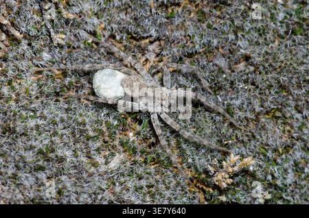 Wolf Spider, Pardosa sp., Weibchen mit Eierkoffer Stockfoto