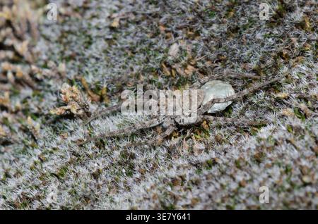Wolf Spider, Pardosa sp., Weibchen mit Eierkoffer Stockfoto