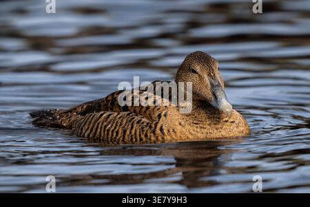 Eiderente Stockfoto