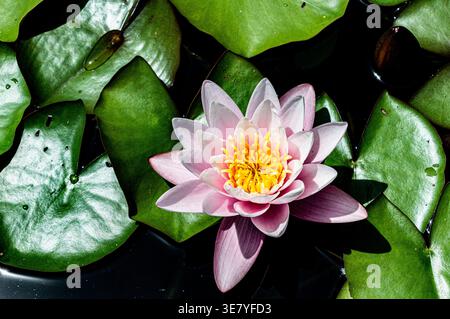 Schöne Muster seerose schweben auf einem kleinen See in der sigurta Park in der Nähe von Mantua Stockfoto