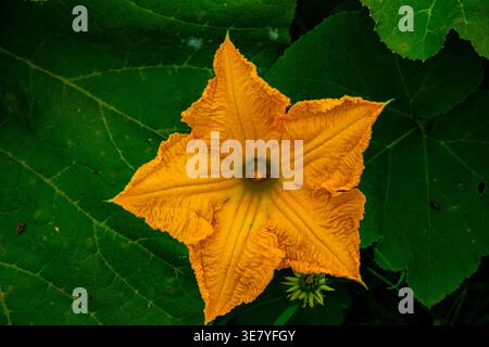 Nahaufnahme einer schönen gelben Kürbisblüte mit großen grünen Blättern Stockfoto