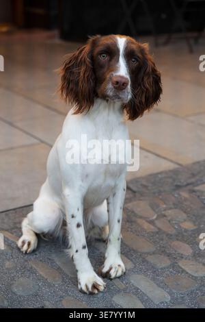 Ein schöner braun-weißer englischer Springer Spaniel Hund sitzt aufmerksam auf einer strukturierten Steinterrasse und blickt mit weichen Augen auf die Kamera Stockfoto