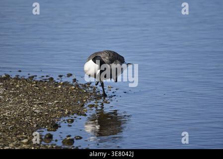 Canada Goose (Branta canadensis) am Rande des Sees, in Richtung Kamera mit einem Bein, kratzende Seite des Kopfes mit Fuß, in der Frühlingssonne in Großbritannien Stockfoto