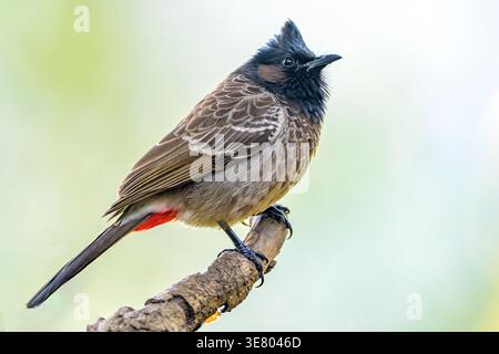 Bulbul (Pycnonotus cafer) aus Sattal, Uttarakhand, Nordindien. Stockfoto