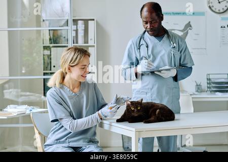 Schwarzer männlicher Arzt, der in der Nähe einer kaukasischen Krankenschwester eine Klemmbrett hält und eine Katze untersucht, die in der Tierklinik am Tisch sitzt Stockfoto