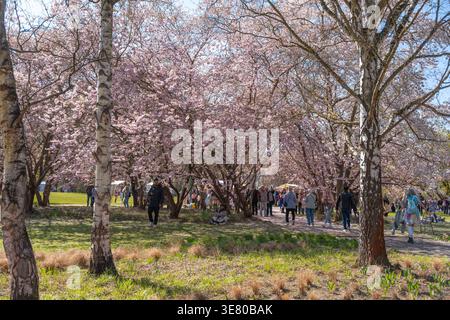 Deutschland Berlin 11. April 2026. Beim Berliner Sakura-Festival schlendern die Menschen auf einem Pfad unter blühenden Kirschblüten. Rosafarbene Blüten erzeugen ein V Stockfoto