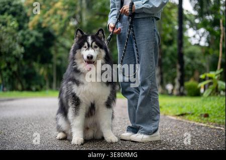 Asiatische Frau, die tagsüber mit sibirischem Huskyhund im Park steht Stockfoto