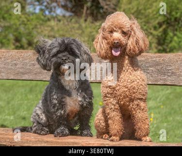 shih-Tzu-Hund und Pudelhund sitzen auf einer Bank im Park Stockfoto