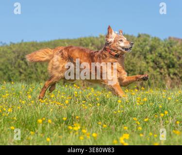 Golden Retriever, der in einem Feld von Butterrcups läuft Stockfoto