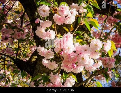 Nahaufnahme der Kirschblüten im Frühling Stockfoto