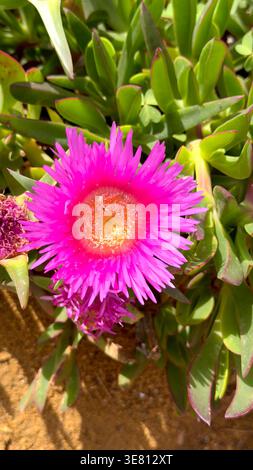 Nahaufnahme einer pulsierenden rosafarbenen Eispflanze mit saftigen grünen Blättern, die im sandigen Küstenboden wachsen Stockfoto