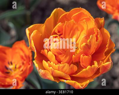 Extreme Nahaufnahme einer blühenden orangen Doppeltulpe mit mehrschichtigen Rüschenblättern Stockfoto
