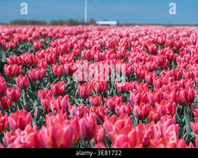 Blühende pinkfarbene Tulpen unter blauem Himmel in den Niederlanden Stockfoto