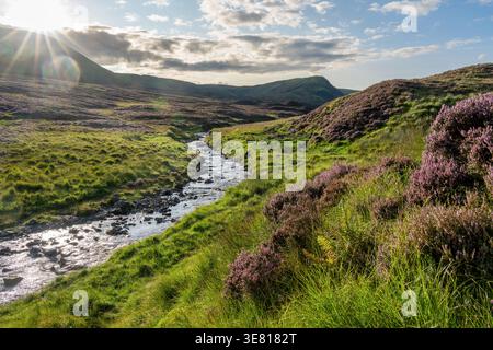 Goldenes Sonnenlicht beleuchtet einen sich windenden Bach durch grüne Hügel und violette Heidekraut am Loch Skeen in der Nähe des Grey Mare's Tail, was an Ruhe und Wildnis erinnert Stockfoto
