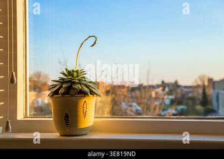 Sukkulent mit geschwungenem Stiel auf einer sonnendurchfluteten Fensterbank mit Blick auf eine verschwommene Stadt bei Sonnenuntergang Stockfoto
