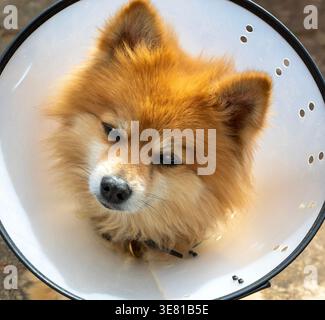 Pommerschen Hund mit elisabethanischem Kragen Stockfoto