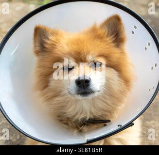 Pommerschen Hund mit elisabethanischem Kragen Stockfoto