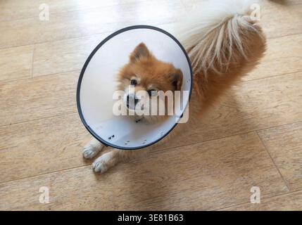 Pommerschen Hund mit elisabethanischem Kragen Stockfoto