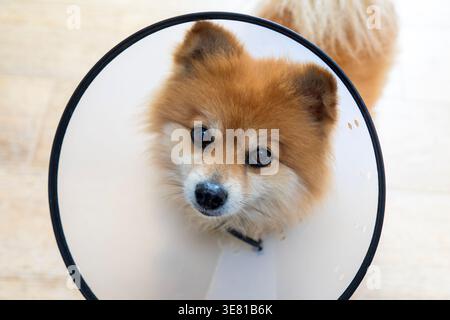 Pommerschen Hund mit elisabethanischem Kragen Stockfoto